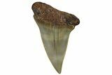 Fossil Broad-Toothed Mako Shark Tooth - North Carolina #257370-1